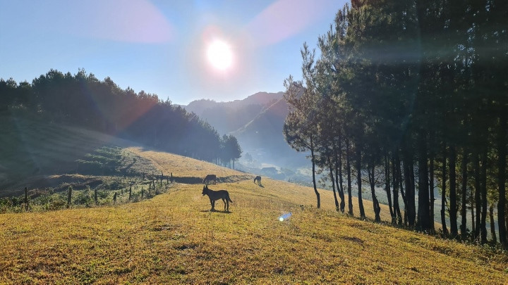 Rừng thông Hua Tạt, Vân Hồ là một trong những rừng thông đẹp mà nhiều bạn trẻ yêu thích khi vê Sơn La du lịch. Ảnh: Đinh Quốc Hưng