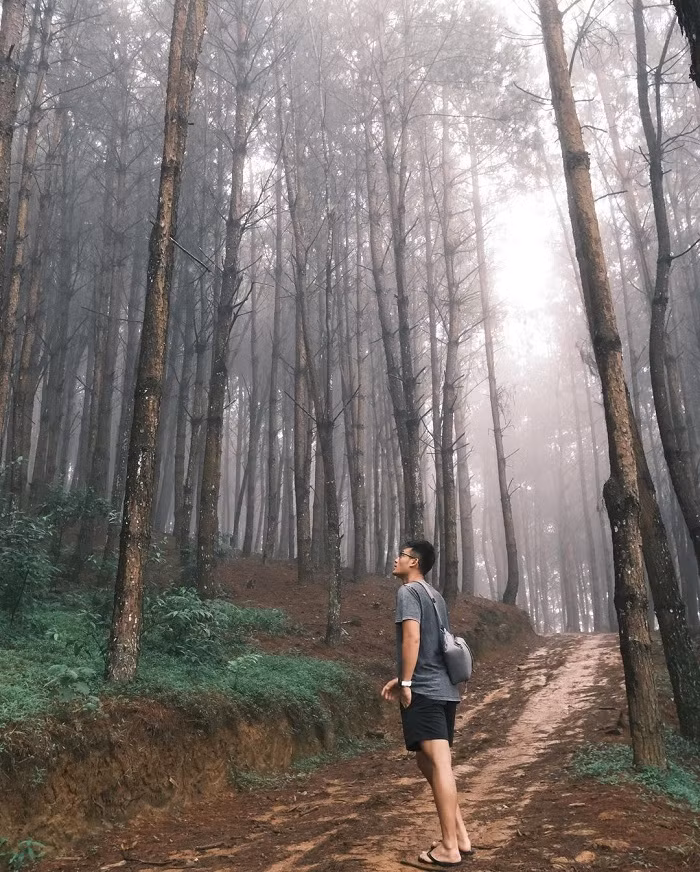 Rừng thông nằm dọc tuyến Quốc Lộ 6, huyện Vân Hồ, tỉnh Sơn La. Theo kinh nghiệm mà nhiều bạn trẻ chia sẻ, để ngắm trọn vẹn cảnh đẹp ở Hua Tạt, Vân Hồ, du khách phải leo lên đến đỉnh đồi. Ảnh: @q9757p