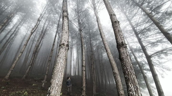 Một trong những điểm được lòng các bạn trẻ nhất khi ở Hua Tạt phải kể đến cánh rừng thông. Ảnh: hmlarchitecture