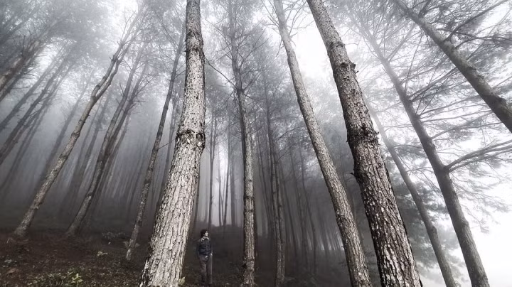 Một trong những điểm được lòng các bạn trẻ nhất khi ở Hua Tạt phải kể đến cánh rừng thông. Ảnh: hmlarchitecture