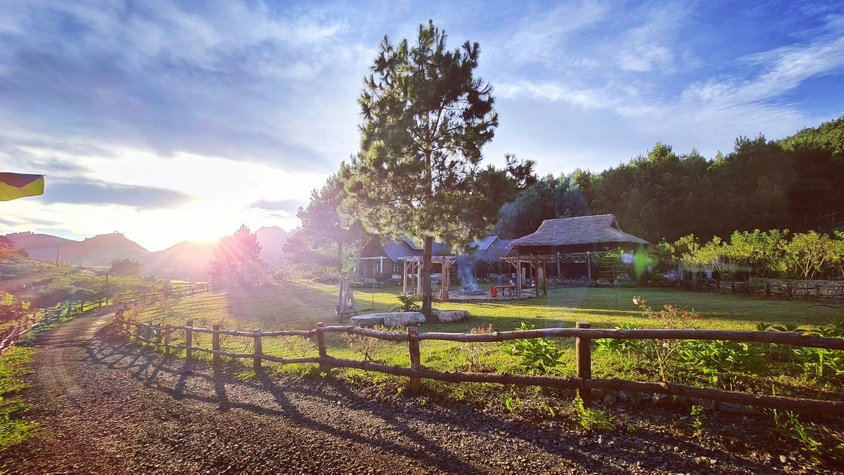 Hàng trăm cây thông cao mãi lên trời như bức tường ngăn du khách với thế giới bên ngoài, và những tán lá thông lợp thay mái ngói. Ảnh: Đinh Quốc Hưng