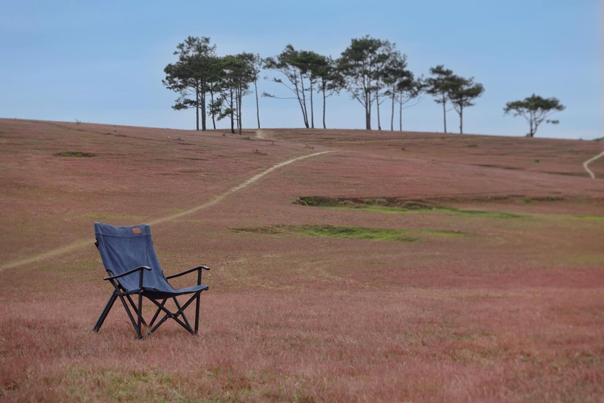 Khác với sắc dã quỳ vàng hay những cánh đồng cầm tú cầu, mùa cỏ hồng Đà Lạt mới được nhiều du khách quan tâm và biết tới trong vài năm trở lại đây bởi những tấm hình check in trên mạng xã hội. Ảnh: Hà My