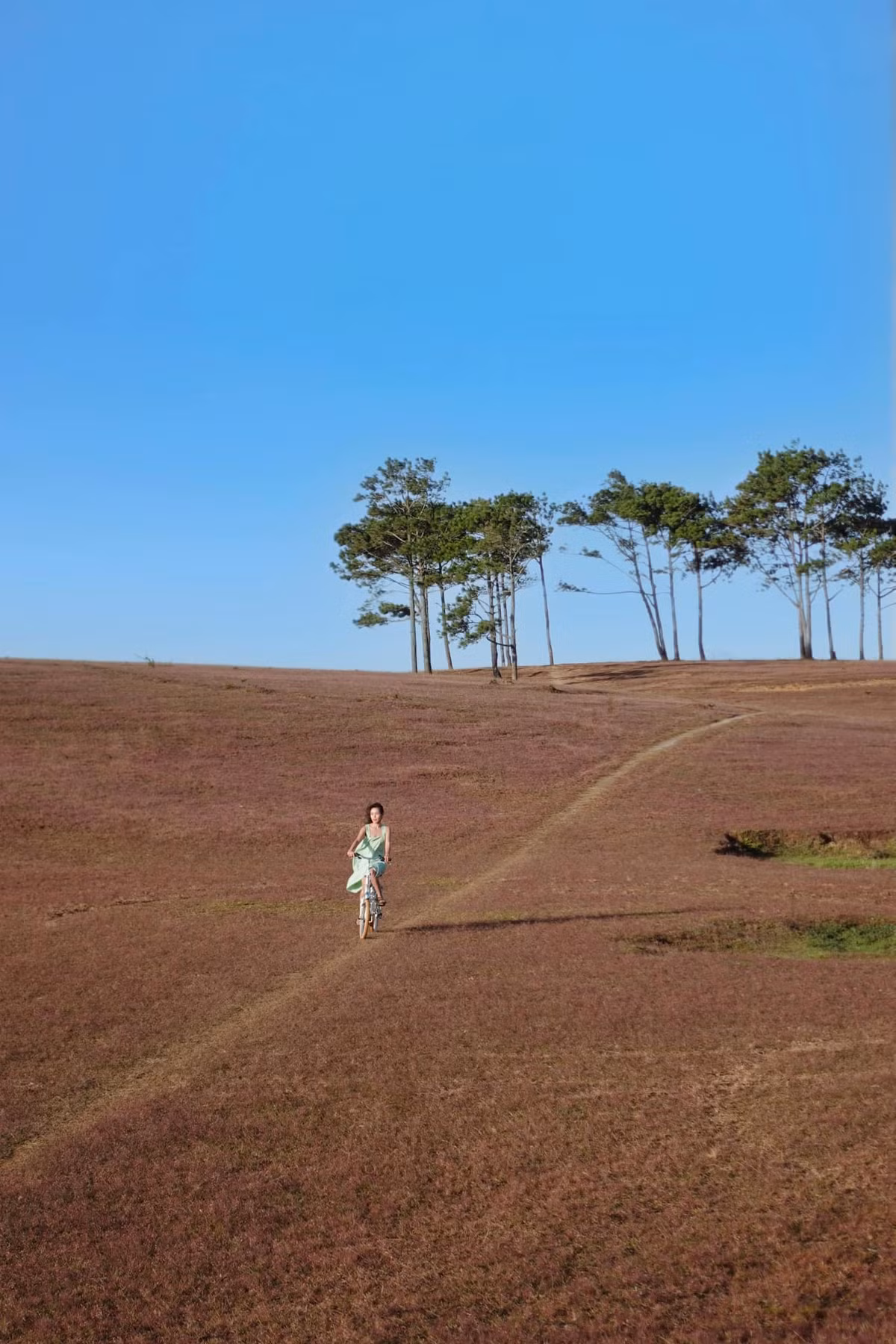 Đến du lịch Đà Lạt vào thời gian này thì đừng bỏ lỡ một mùa cỏ hồng rực rỡ, đẹp đến nao lòng. Ảnh: Hà My