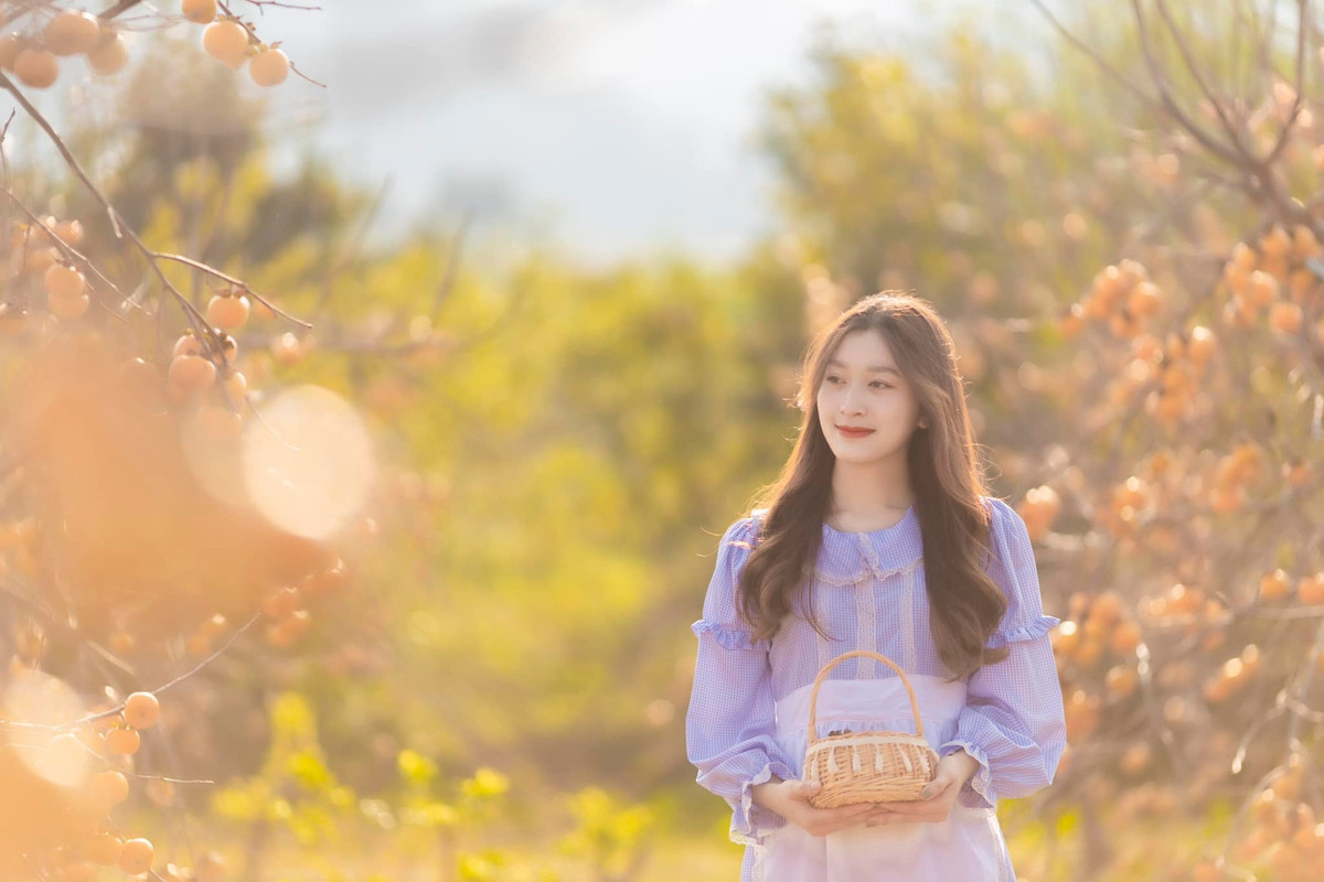 Mộc Châu cũng nổi tiếng với khung cảnh khác là mùa hồng chín, những vườn hồng sai trĩu quả. Ảnh: Ngựa Hoang