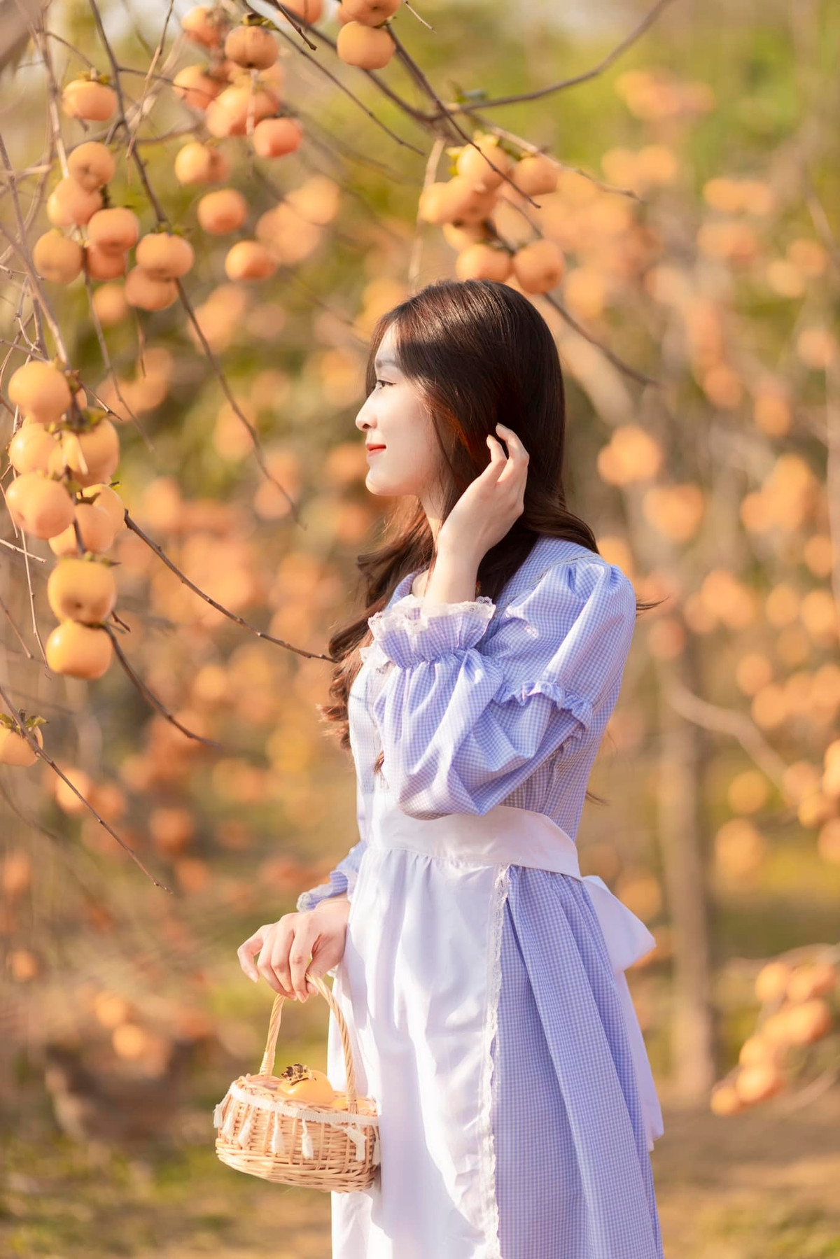 Vào thời gian này, hồng đã bắt đầu rụng hết lá, để lộ những chùm quả căng mọng, vàng óng. Ảnh: Ngựa Hoang