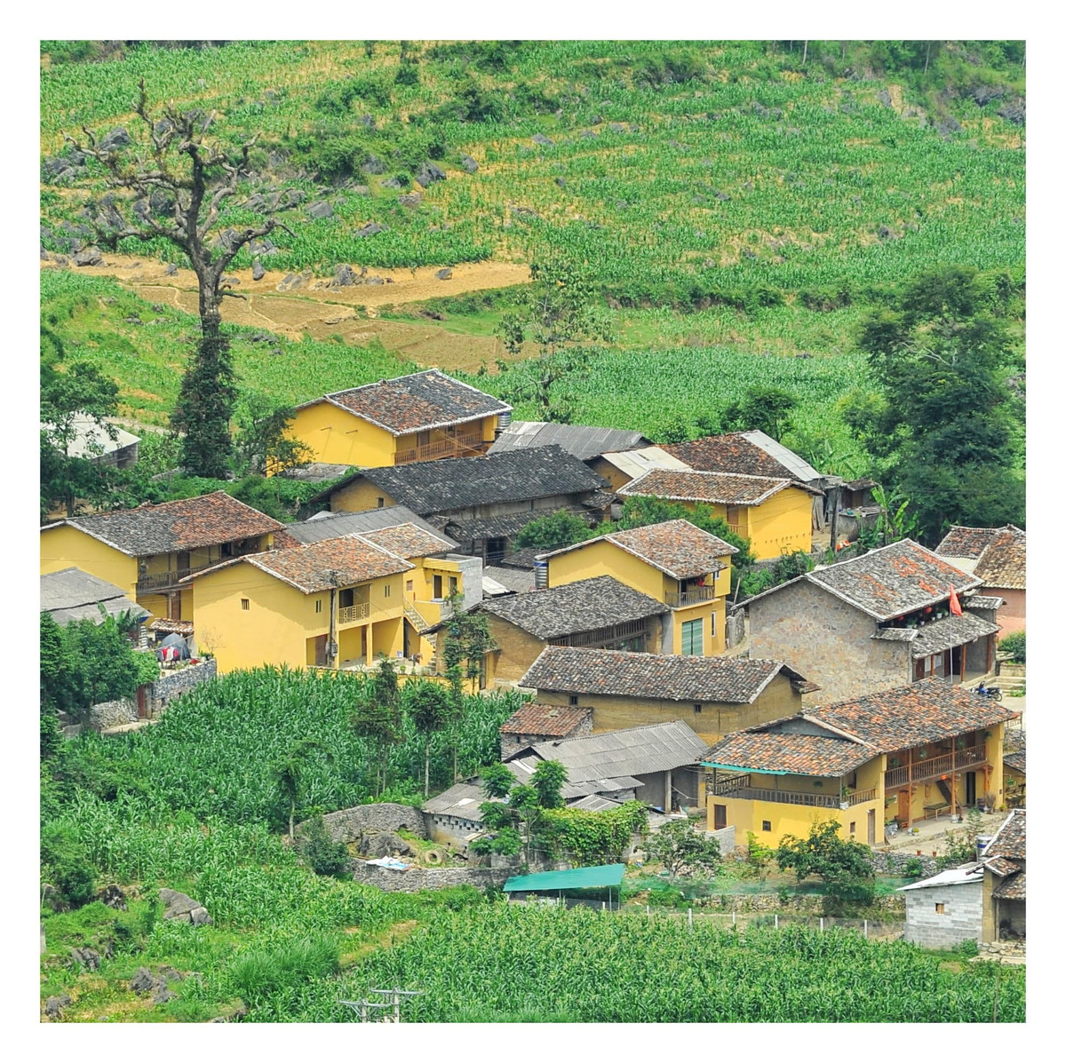 Làng cổ Lô Lô Chải là nơi sinh sống của người Mông, Lô Lô và nơi duy nhất còn gìn giữ được đầy đủ và sống động những nét văn hoá đặc trưng của người dân tộc.