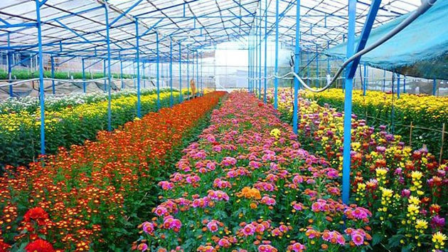 Vườn hoa Thái Phiên cũng là vườn hoa lớn ở Đà Lạt, nơi hội tụ của rất nhiều những loài hoa đẹp khác nhau. Ảnh: Du lịch Đà Lạt