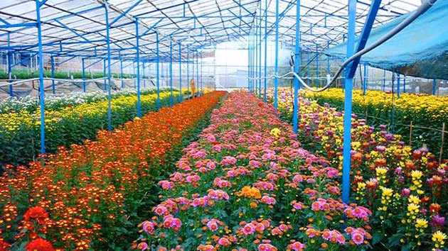 Vườn hoa Thái Phiên cũng là vườn hoa lớn ở Đà Lạt, nơi hội tụ của rất nhiều những loài hoa đẹp khác nhau. Ảnh: Du lịch Đà Lạt