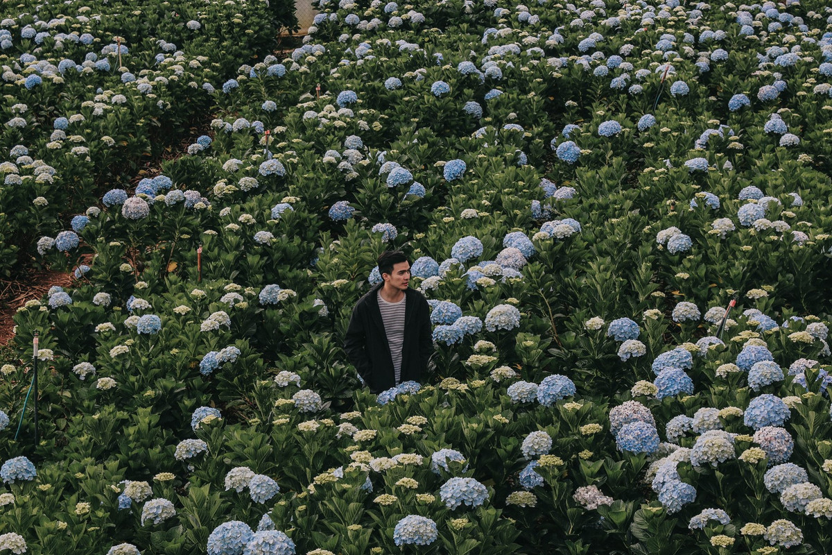 Đến du lịch Đà Lạt và ghé thăm vườn hoa cẩm tú cầu bạn sẽ trầm trồ trước cảnh sắc tuyệt đẹp được tạo nên bởi hàng ngàn bông cầu rực rỡ. Ảnh: Lý Thành Cơ