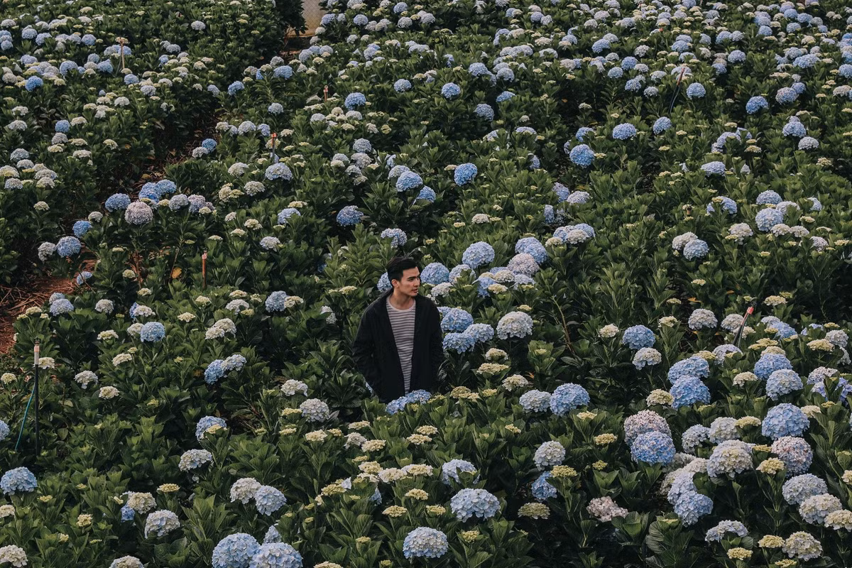 Đến du lịch Đà Lạt và ghé thăm vườn hoa cẩm tú cầu bạn sẽ trầm trồ trước cảnh sắc tuyệt đẹp được tạo nên bởi hàng ngàn bông cầu rực rỡ. Ảnh: Lý Thành Cơ