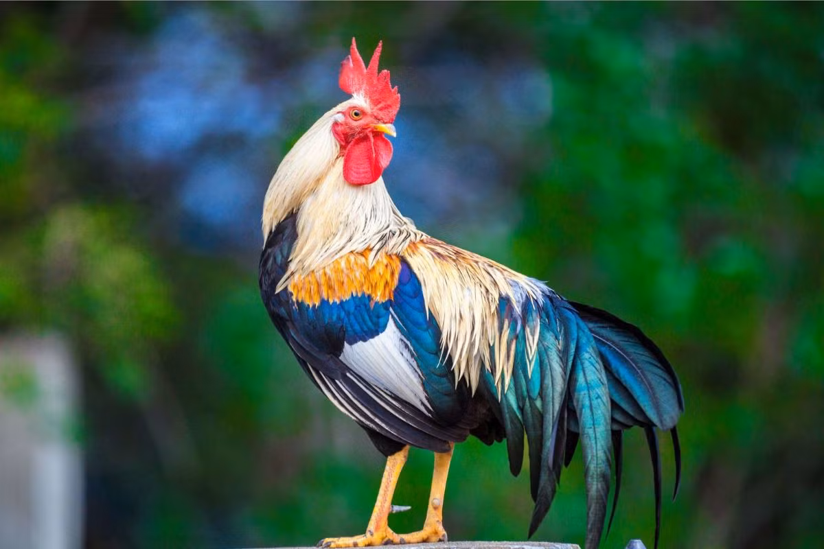 Tuổi Dậu:Với một người thẳng tính như con giáp Dậu, họ không thích vòng vo, làm gì cũng rất trực tiếp và chân thật, có sao nói vậy. 