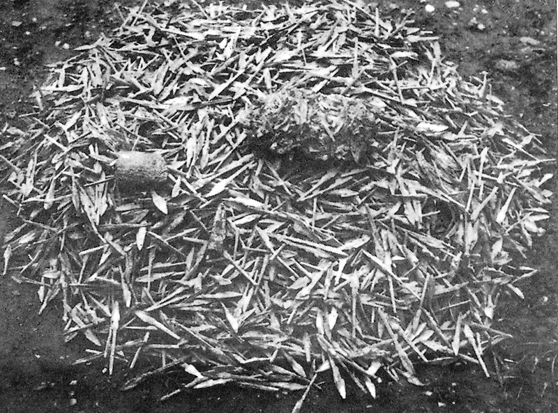 Chuyen gia chi bang chung Au Lac chua tung bi Trieu Da do ho-Hinh-3