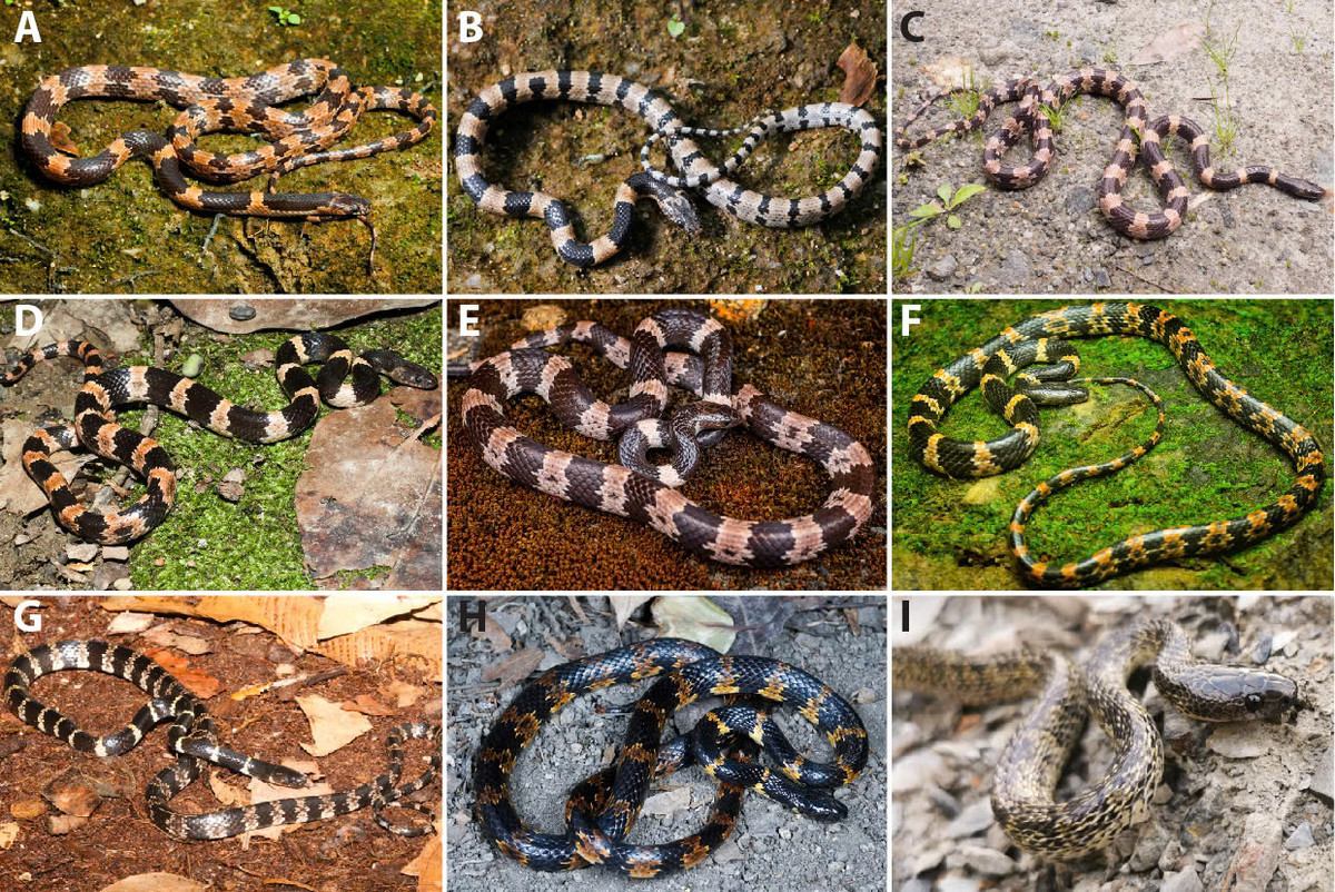 Cong bo loai ran soi moi, nha khoa hoc Viet giai ma sao?-Hinh-2