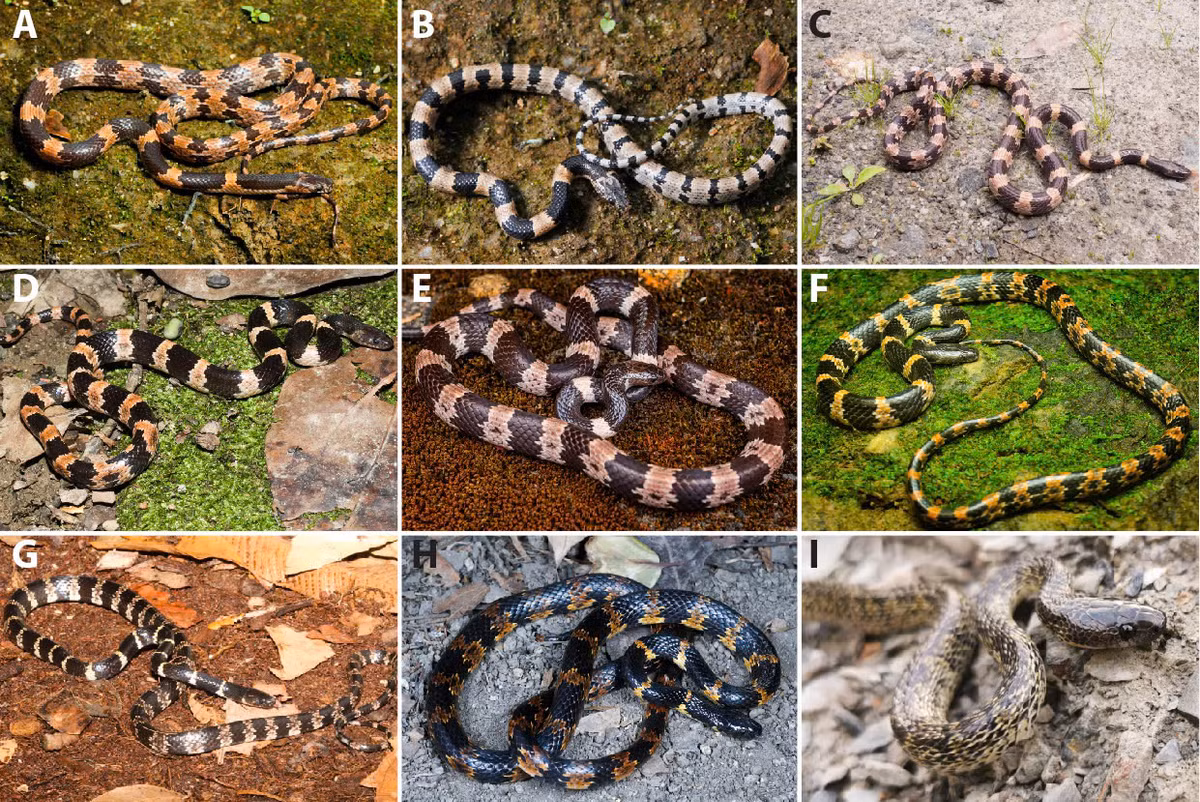 Cong bo loai ran soi moi, nha khoa hoc Viet giai ma sao?-Hinh-2