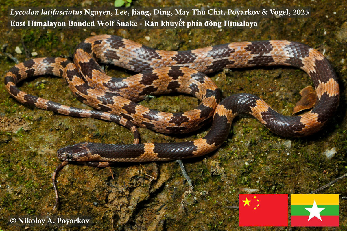 Cong bo loai ran soi moi, nha khoa hoc Viet giai ma sao?