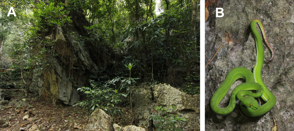 Phat hien loai ran co “ve dep chet nguoi”, chuyen gia ly giai sao?-Hinh-2