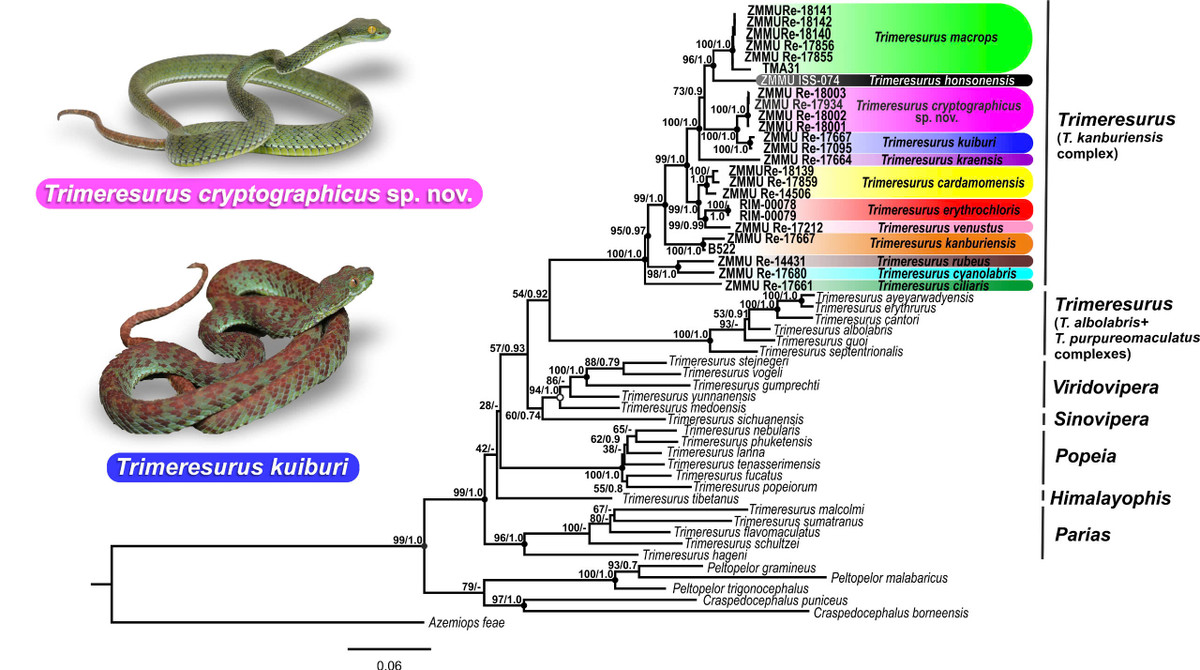 Phat hien loai ran co “ve dep chet nguoi”, chuyen gia ly giai sao?-Hinh-3