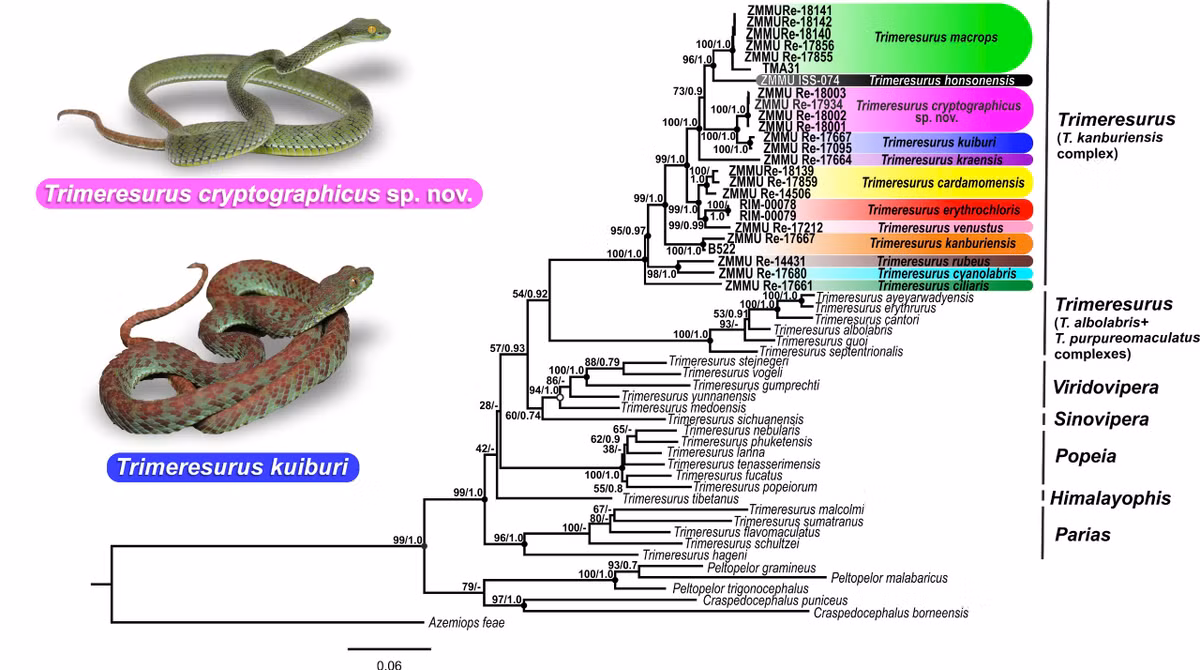 Phat hien loai ran co “ve dep chet nguoi”, chuyen gia ly giai sao?-Hinh-3