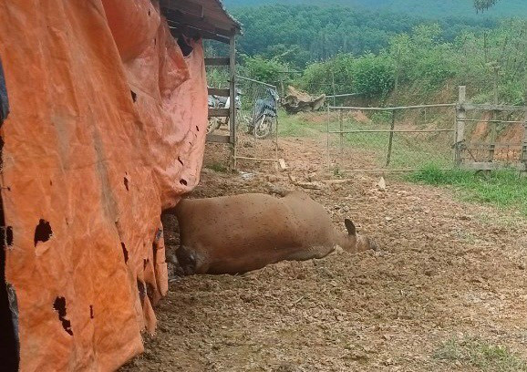 Hà Tĩnh: Nông dân khóc ròng vì đàn bò lăn ra chết bất thường Ha Tinh: Nong dan khoc rong vi dan bo lan ra chet bat thuong