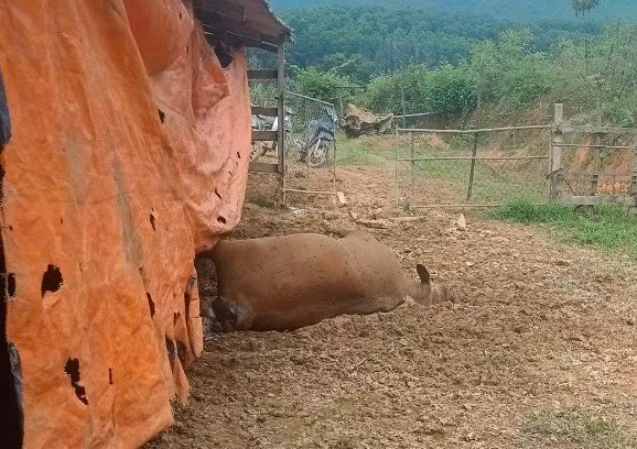 Ha Tinh: Nong dan khoc rong vi dan bo lan ra chet bat thuong