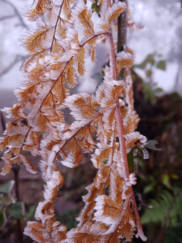 Nhiệt độ tại đỉnh Fansipan vẫn tiếp tục giảm thấp. Nếu thời tiết trên núi vẫn tồn tại mưa nhỏ thì khả năng xảy ra một trong ba trường hợp sau: Băng giá dày đặc, mưa lẫn tuyết, hoặc mưa tuyết riêng lẻ rơi trắng trời. (Ảnh: VTV) 