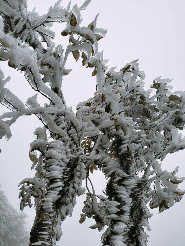 Theo dữ liệu nhiệt độ của Trung tâm dự báo Khí tượng thủy văn quốc gia lúc 6h sáng nay, Trùng Khánh (Cao Bằng) và Sapa (Lào Cai) là nơi lạnh nhất cả nước với mức nhiệt chỉ 2,4 và 2,6 độ C. Một số địa phương khác có nền nhiệt thấp như Mẫu Sơn 3,4 độ C, Cao Bằng 5,3 độ C, Sìn Hồ 4,5 độ C, Pha Đinh 4,6 độ C. (Ảnh: TTXVN)