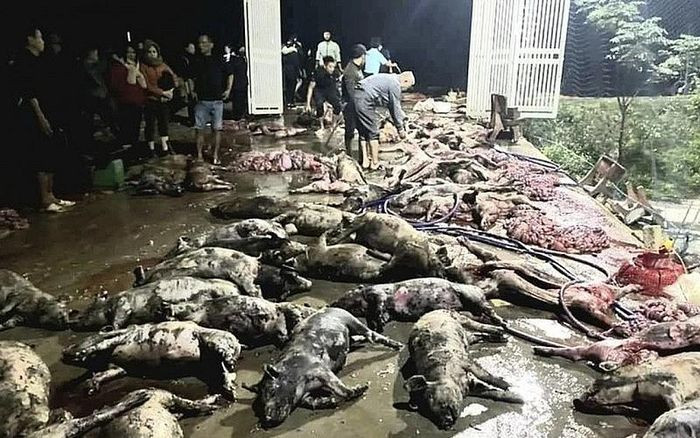  Một trang trại chăn nuôi lợn bị hỏa hoạn: Đêm 14/12, tại trang trại chăn nuôi lợn của vợ chồng ông Hoàng Văn Thịnh, bà Hoàng Thị Tuyết (xóm Dạ Sơn, xã Đô Thành, Yên Thành, tỉnh Nghệ An) bất ngờ xảy ra hỏa hoạn khiến hàng nghìn con lợn chết, nhiều con bị thiêu cháy nằm la liệt. Được biết, trang trại lợn của vợ chồng bà Tuyết mới đầu tư xây dựng được 2 năm nay. Hiện nay trang trại đang nuôi 600 con lợn thịt đã đạt cân nặng khoảng 20kg/con và gần 700 con lợn đã đạt trọng lượng 45-50kg/con. 