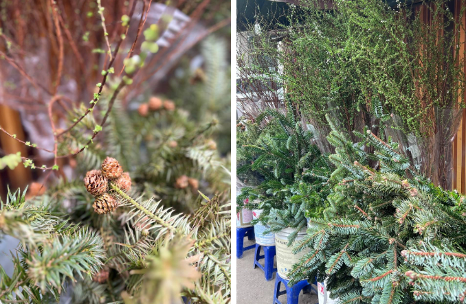 Ha Noi: Canh thong tuoi gia binh dan dat hang dip Giang sinh-Hinh-5