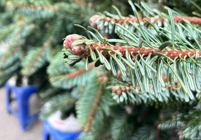 Ha Noi: Canh thong tuoi gia binh dan dat hang dip Giang sinh-Hinh-4