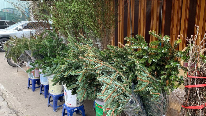 Ha Noi: Canh thong tuoi gia binh dan dat hang dip Giang sinh