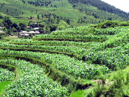 Với giọng điệu bình thản, Khỏ cho biết, trước đó thấy chị Vấn mang theo dụng cụ đi làm nương. Từ thông tin Khỏ cung cấp, người thân đã lên nương rẫy tìm kiếm chị Vấn nhưng không có tung tích. Linh cảm có chuyện chẳng lành, gia đình đã trình báo vụ việc. Trong lúc mọi thông tin về chị Vấn vẫn "bặt vô âm tín" thì một sự việc bất ngờ đã xảy ra. (Ảnh minh hoạ, nguồn ảnh: Internet)