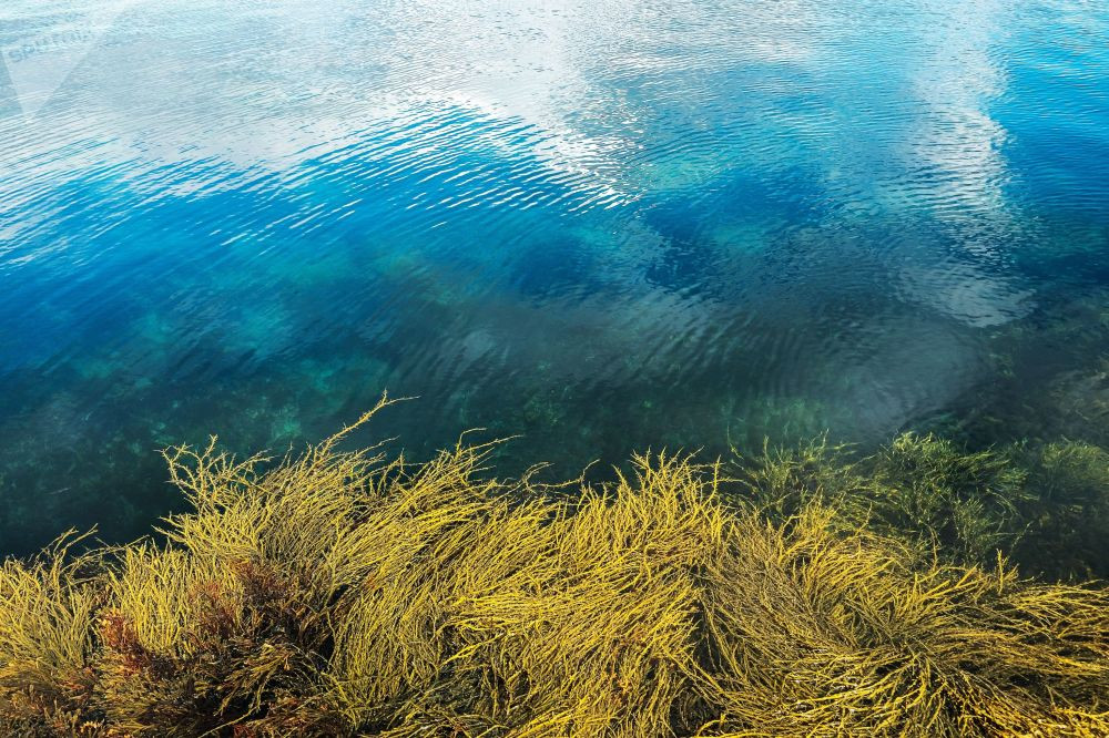 Làn nước trong xanh tại Vịnh Pechenga.