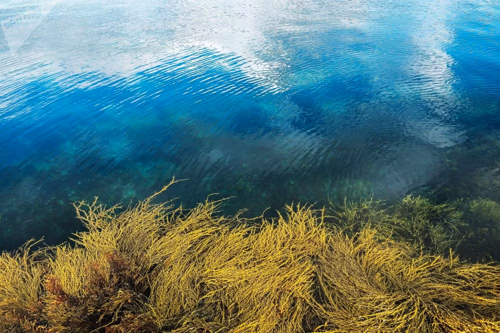 Làn nước trong xanh tại Vịnh Pechenga.