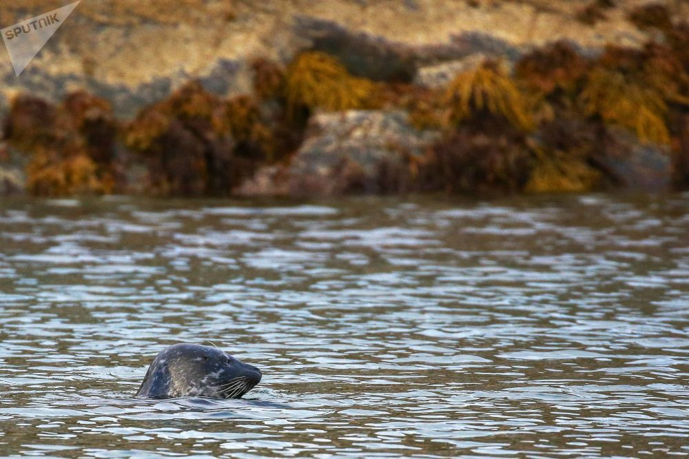 Một chú hải cẩu bơi trong hồ nước ở Vịnh Pechenga.