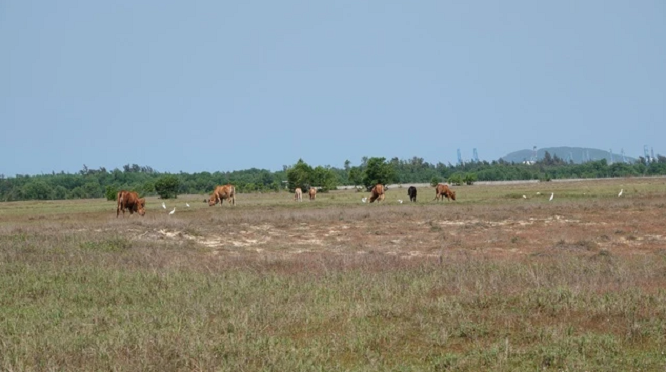 So phan cac du an Tap doan Phuc Son khi Hau “phao” bi bat