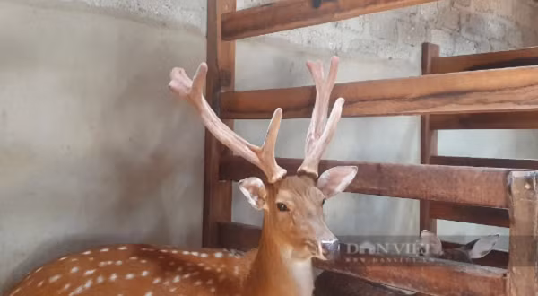 Ve thu phu nuoi huou sao lay nhung lon nhat ca nuoc-Hinh-4