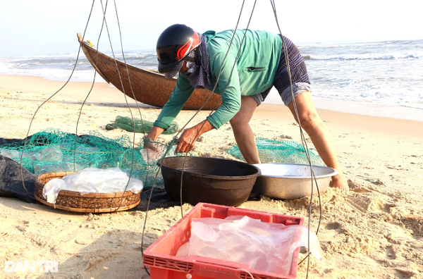 Quang Nam: Ngu dan vao mua thu hoach sua, thu tien trieu