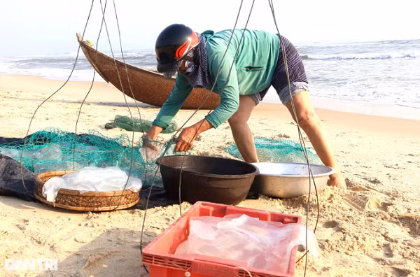 Quang Nam: Ngu dan vao mua thu hoach sua, thu tien trieu