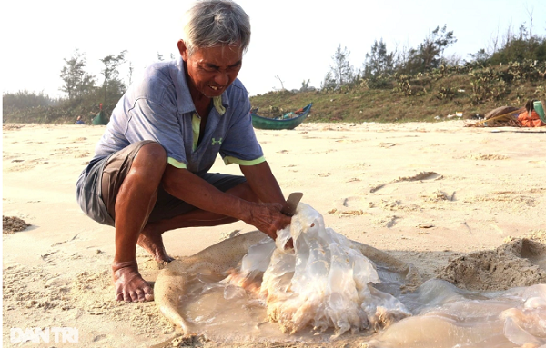 Quang Nam: Ngu dan vao mua thu hoach sua, thu tien trieu-Hinh-2