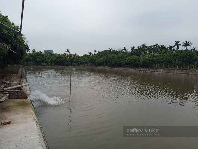 Hải Dương: Nuôi cá chình nhàn tênh, mỗi năm lãi nửa tỷ đồng - Hình 4 Hai Duong: Nuoi ca chinh nhan tenh, moi nam lai nua ty dong-Hinh-4