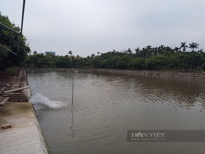 Hải Dương: Nuôi cá chình nhàn tênh, mỗi năm lãi nửa tỷ đồng - Hình 4 Hai Duong: Nuoi ca chinh nhan tenh, moi nam lai nua ty dong-Hinh-4