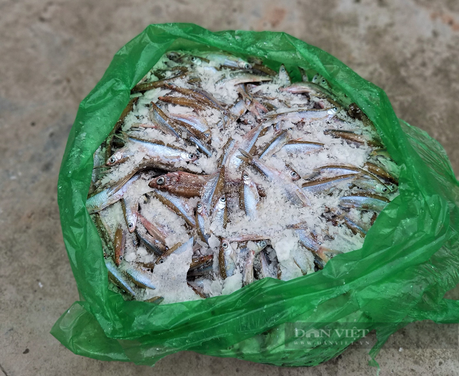 Hải Dương: Nuôi cá chình nhàn tênh, mỗi năm lãi nửa tỷ đồng - Hình 11 Hai Duong: Nuoi ca chinh nhan tenh, moi nam lai nua ty dong-Hinh-11