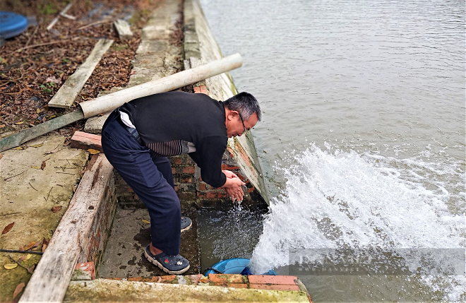 Hải Dương: Nuôi cá chình nhàn tênh, mỗi năm lãi nửa tỷ đồng - Hình 5 Hai Duong: Nuoi ca chinh nhan tenh, moi nam lai nua ty dong-Hinh-5