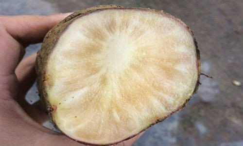 Khoai sâm đất khi chín có ruột vàng trong, ăn sống ngọt mát.