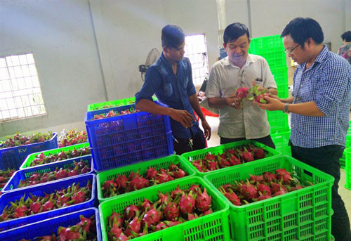 Ông Trương Quang An (giữa) giới thiệu sản phẩm thanh long trồng theo quy trình VietGAP. Ảnh: I.T