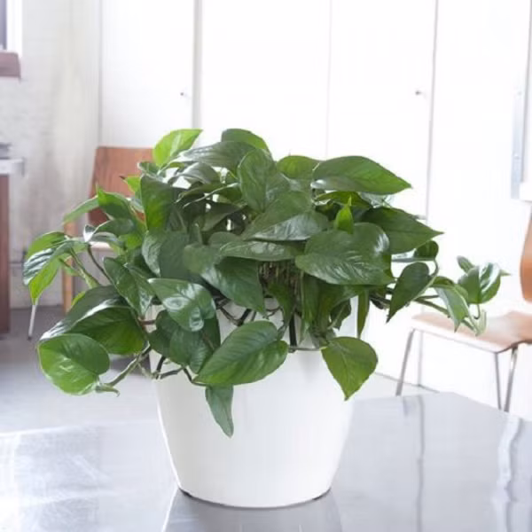 Cây trầu bà 'vô địch' hấp thụ khí độc, nhưng có thể gây nguy hiểm khi ăn phải. Ảnh minh họa.