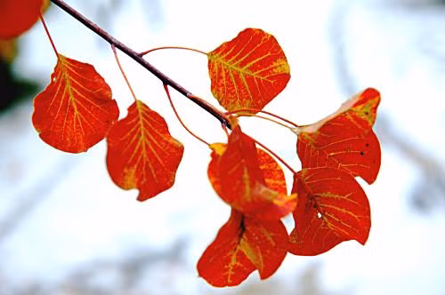 Cũng theo dự đoán ngày mới cho 12 con giáp, công việc của tuổi Sửu không được như mong đợi, vận thế không thuận, không nên cưỡng cầu. Tài vận: Chi tiêu tiết kiệm cũng là một cách làm giàu. Tình cảm: Cùng người mình yêu xem phim đọc sách hay nấu ăn cũng là cách hưởng thụ tình yêu. Hướng vượng tài: Xuất hành hướng Bắc, kỵ hướng Nam. Màu sắc vượng vận: Màu trắng. Quý nhân: Tuổi Dậu.