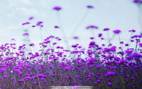 Tuổi Tuất: Công việc: Có hội tốt có lợi cho sự phát triển sự nghiệp trong tương lai, đừng bỏ lỡ, nhờ thực lực và khả năng của mình có thể bạn sẽ được cất nhắc vào vị trí công việc mới. Tài vận: Nhờ trí tuệ và tài ăn nói của mình bạn sẽ có thể kiếm được một khoản tiền như ý. Tình cảm: Đừng đứng núi này trông núi nọ, cẩn thận lắm mối tối nằm không. Hướng vượng tài: Xuất hành hướng Nam, kỵ hướng Tây. Màu sắc vượng vận: Màu đỏ, màu tím. Quý nhân: Tuổi Ngọ.