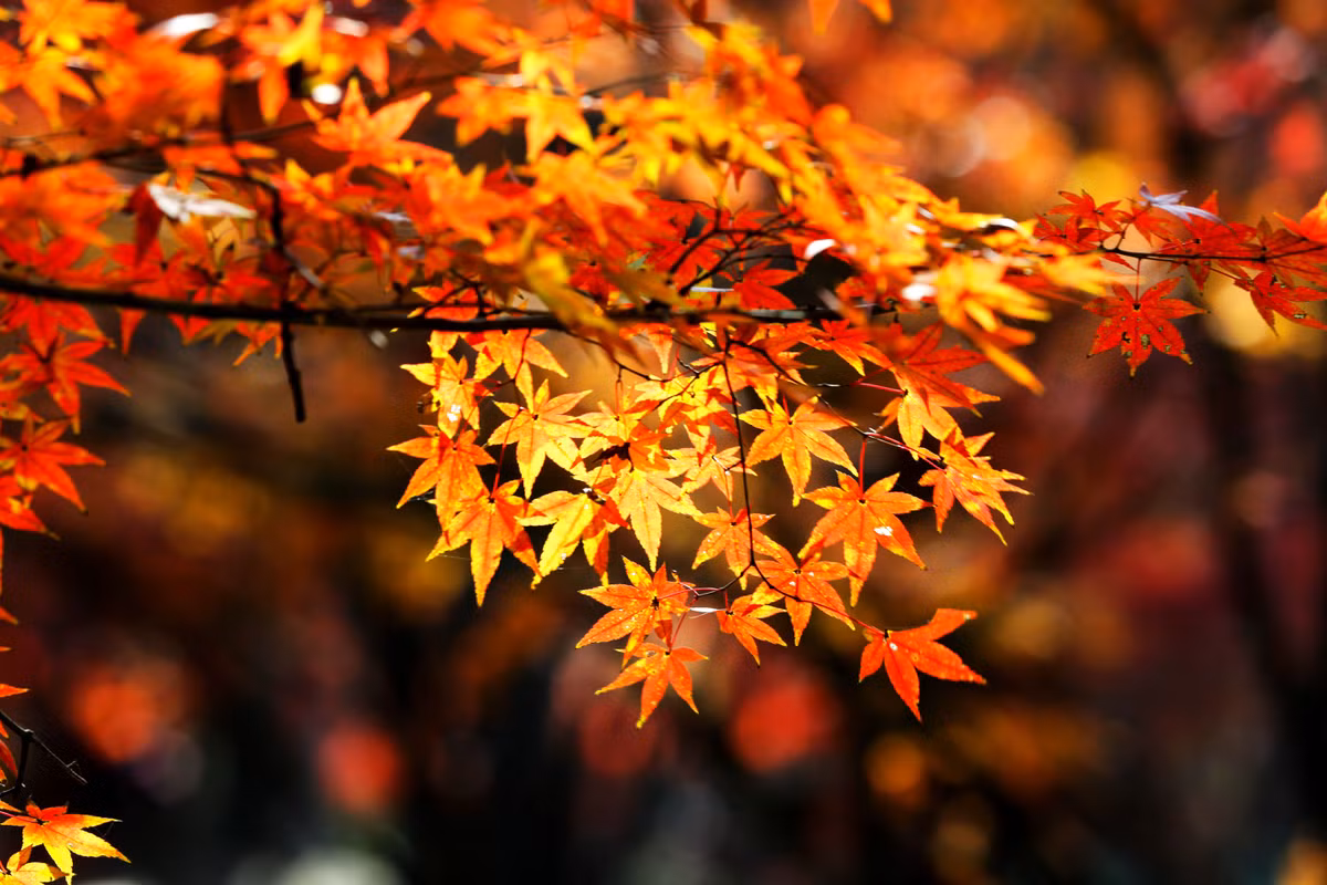 Tuổi Hợi: Công việc: Cố gắng kiềm chế không nên va chạm với người khác để tránh gây bất lợi cho bản thân. Tài vận: Không thích hợp cầu tài, tốt nhất nên tập trung làm tốt công việc để tránh ảnh hưởng đến thu nhập chính. Tình cảm: Có nguy cơ rạn nứt, cần phải tìm cách giải quyết luôn. Hướng vượng tài: Xuất hành hướng Đông, kỵ hướng Tây Nam. Màu sắc vượng vận: Màu xanh da trời. Quý nhân: Tuổi Dần. (Bài viết chỉ mang tính tham khảo, cung cấp nội dung trắc nghiệm vui cho bạn đọc).