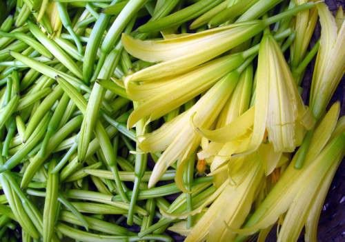 Sau khi phơi khô, hàm lượng colchicin sẽ bị loại bỏ theo quá trình bốc hơi của nước và an toàn khi sử dụng.